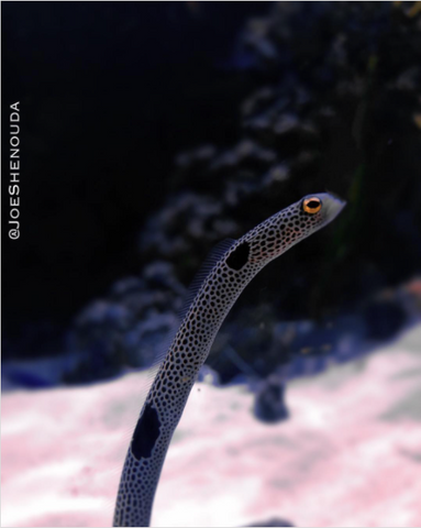 Image of a Garden Eel in the ocean. Photo by @joeshenouda on Instagram.