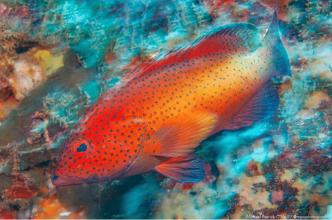 Photo of a red grouper by Michael Photography