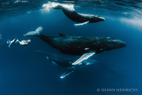 Hannah Fraser swimming as a mermaid with humpback whales