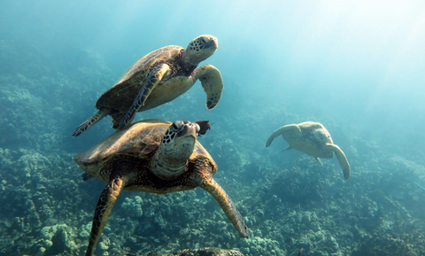 Sea Turtles swimming peacefully in ocean.jpg