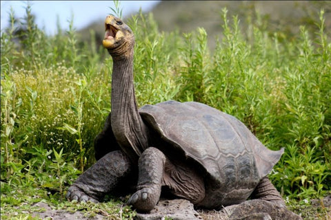 Giant tortoise with long neck
