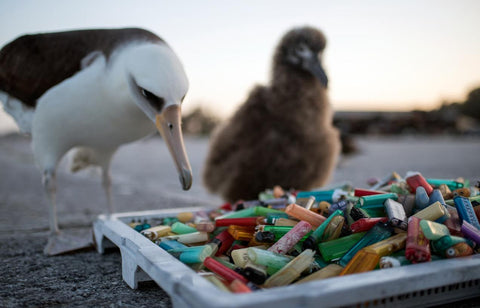 Albatross with ocean plastic.png