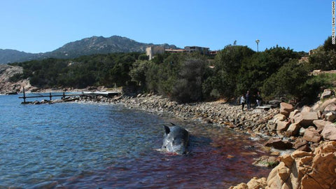 Dead whale with over 49 pounds of plastic found in Italy near Sicily.jpg