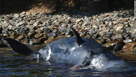 Beached whale full of plastic found in Italy.jpg