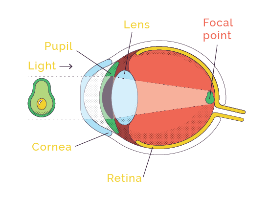 Ortho K Capitol Optical