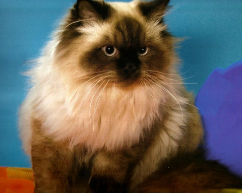 Cat Breed Spotlight The Himalayan Active Feline Solutions