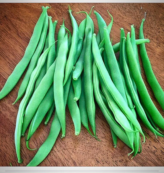 vegepod raised garden bed beans