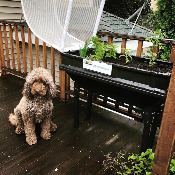 vegepod raised garden bed in the rain