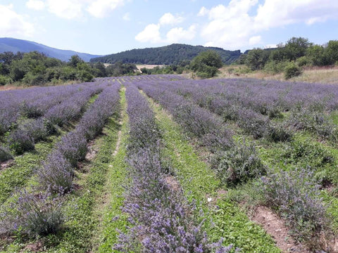Lavender fields Panagyurishte