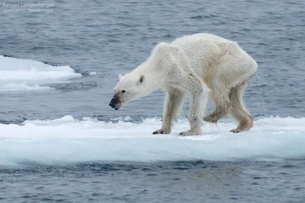 Old dying polar bear