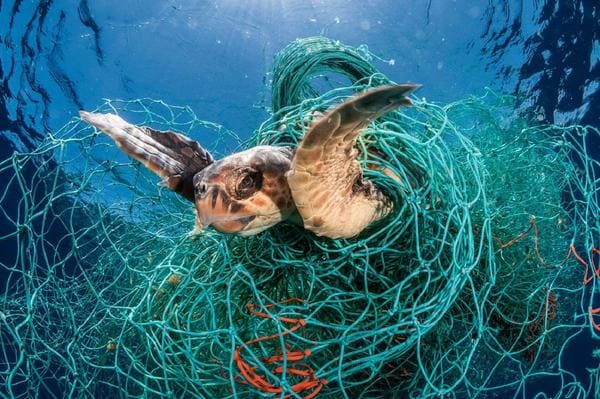 turtle tangled in a plastic net