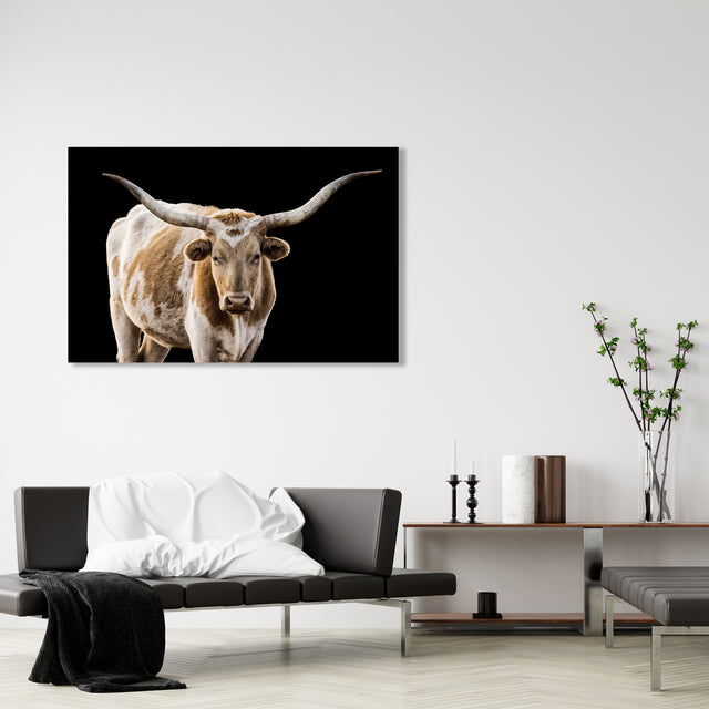 Longhorn at Enchanted Rock 16” x 20” Canvas Print