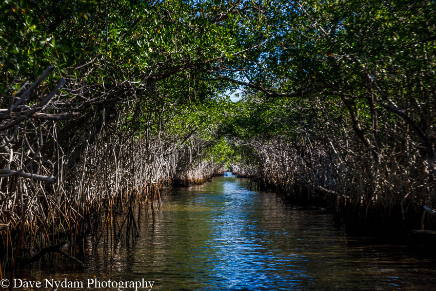 Airboat through the mangroves