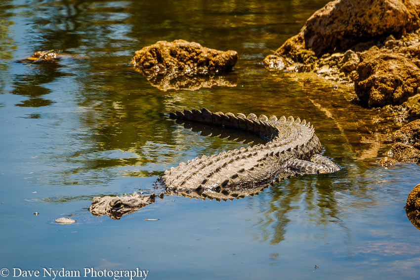 Alligator in Everglades