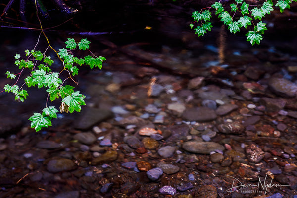 Green Leaves over a Creek Slow Moving Water