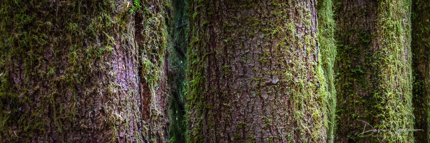 Redwood Trees with Moss as Fine Art Photography