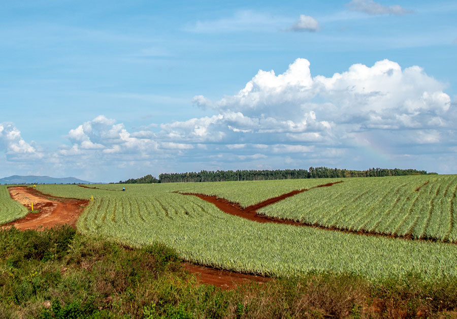 Farmland in Kenya