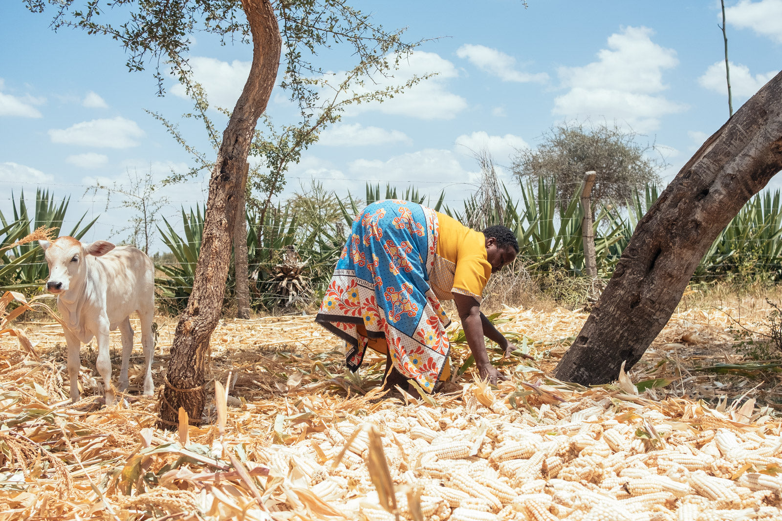 BioLite customer Bendetta in Kenya