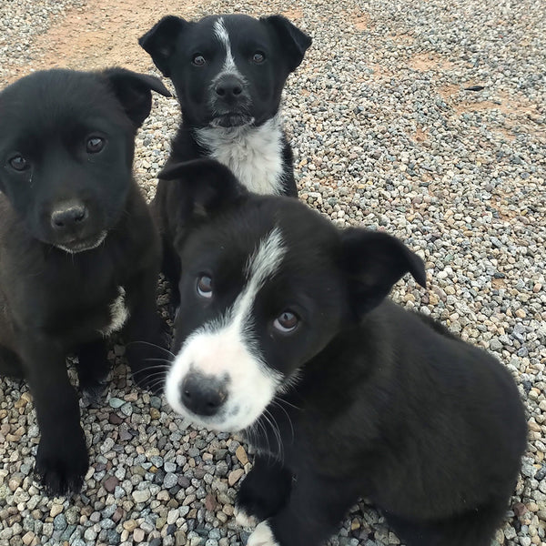 rescue puppies abandoned