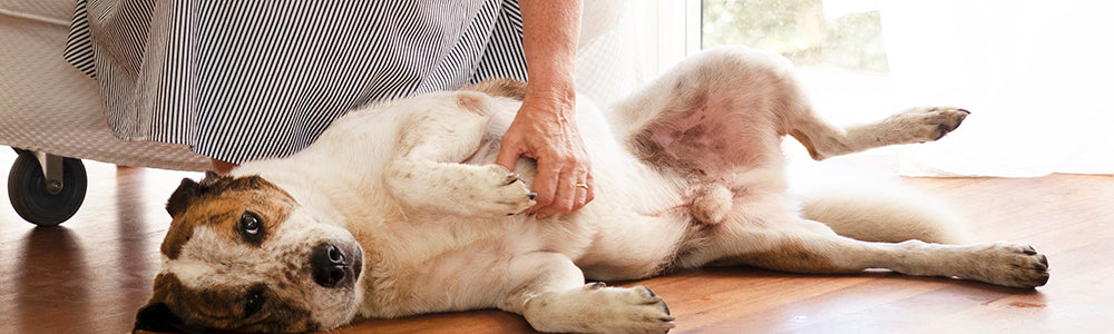 Scott rescue dog on floor