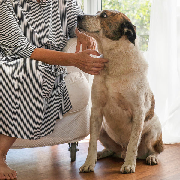 Scott rescue cattle dog