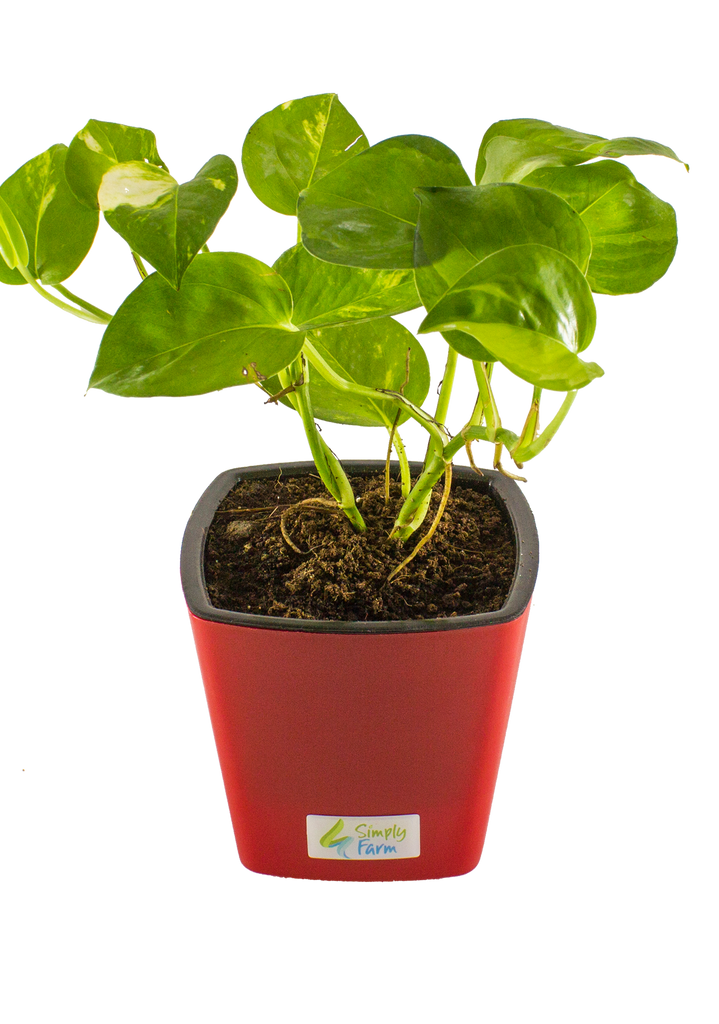 money plant