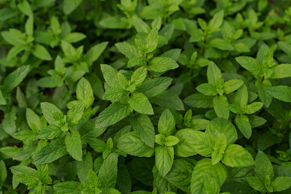 peppermint leaves