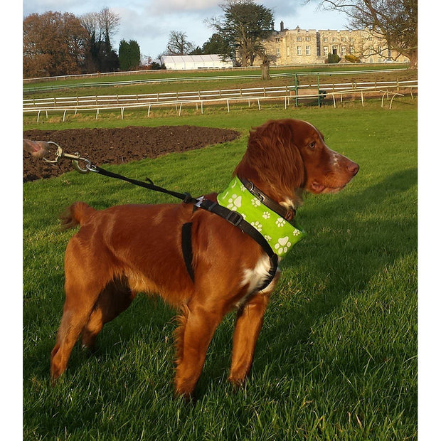 dog neck bandana