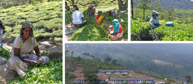 Récolte du Thé Nilgiri avec les trieuses souriantes