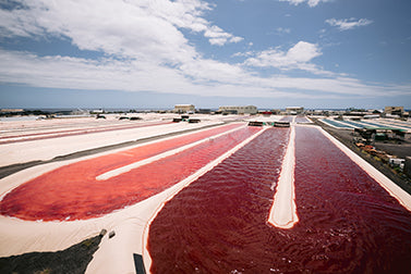 Hawaiian Astaxanthin mircoalgae farm in Kona Hawaii