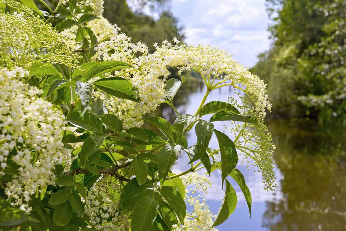 Elderberry plant growing along river