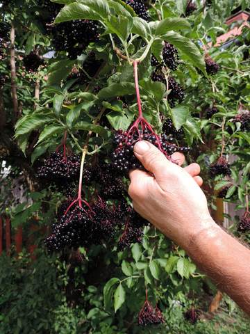 black elderberries on elder tree