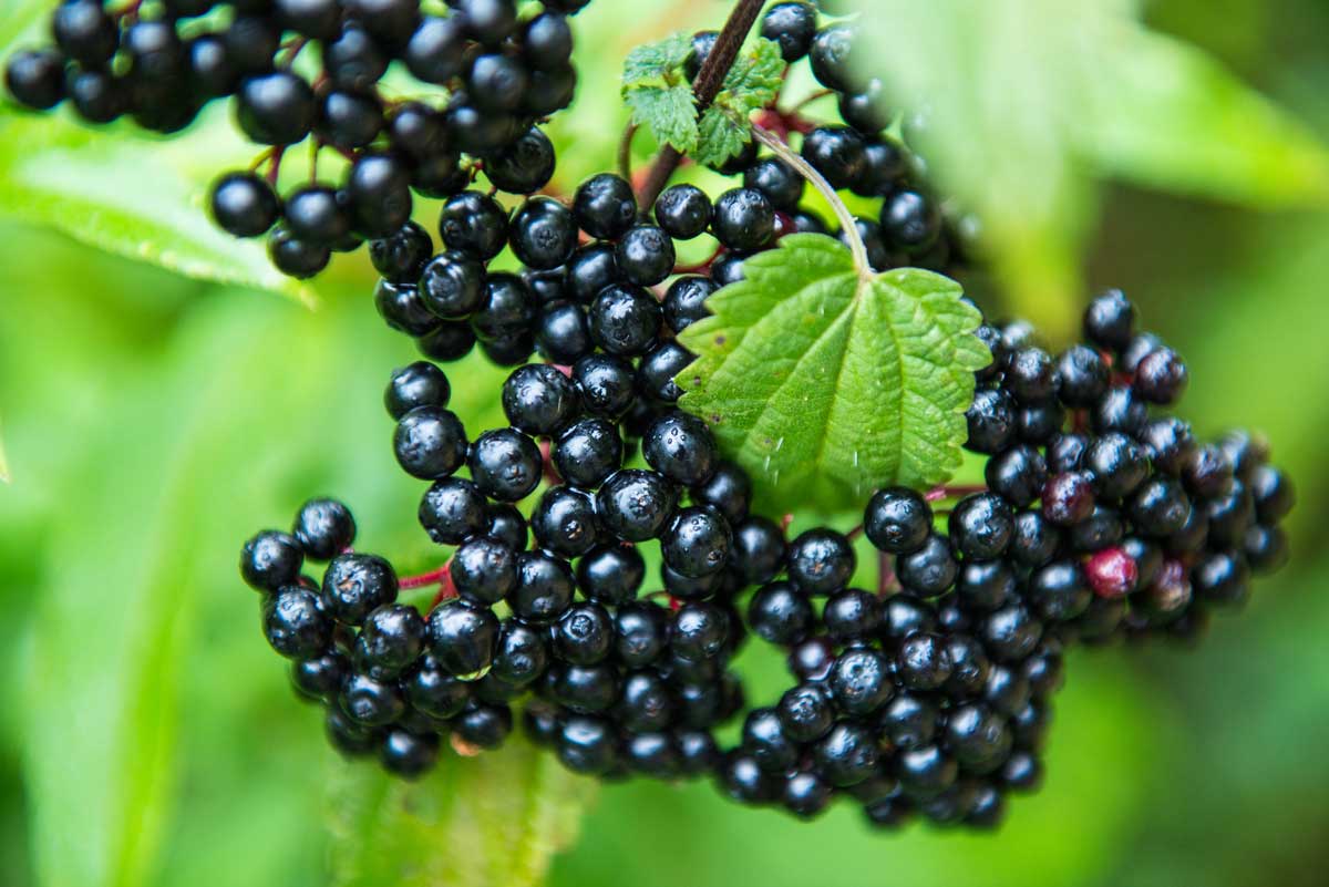 black elderberries growing on the elder plant