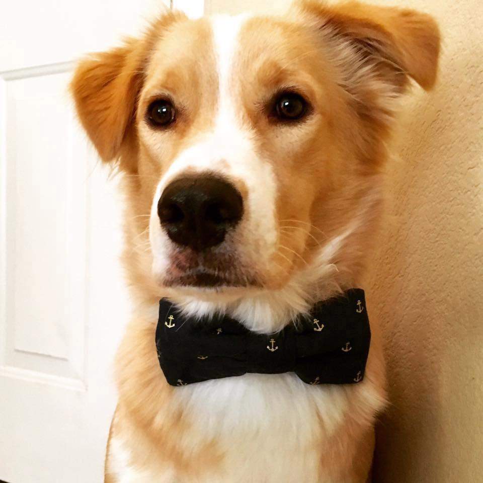 dog bow tie