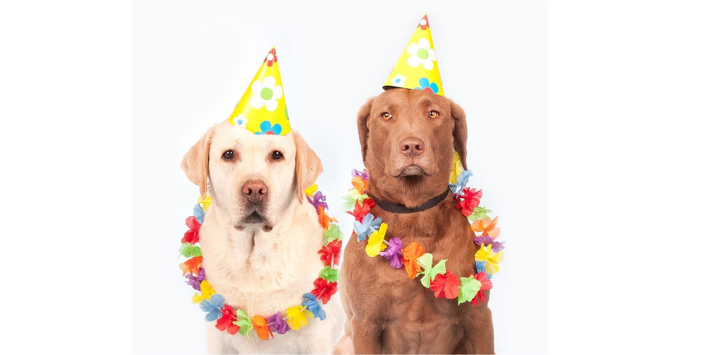 14 Ways to Celebrate National Dog Day! Furbo Australia