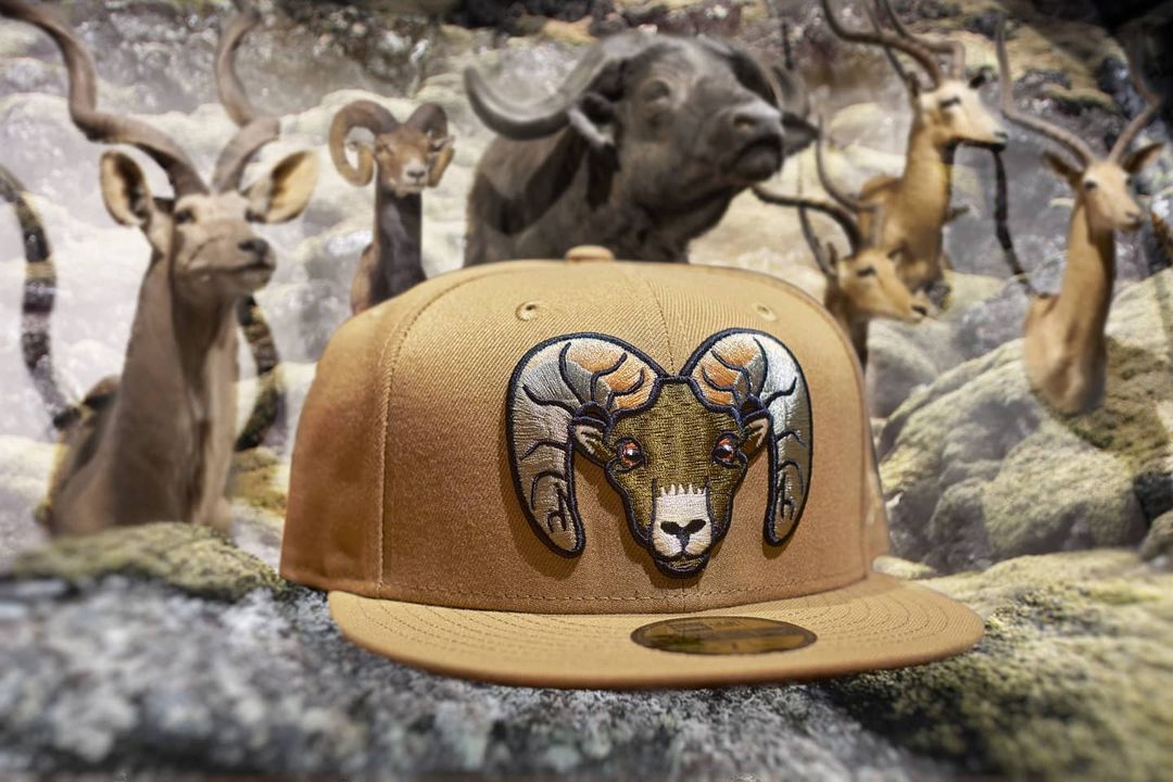 BigHorns Fitted Hat