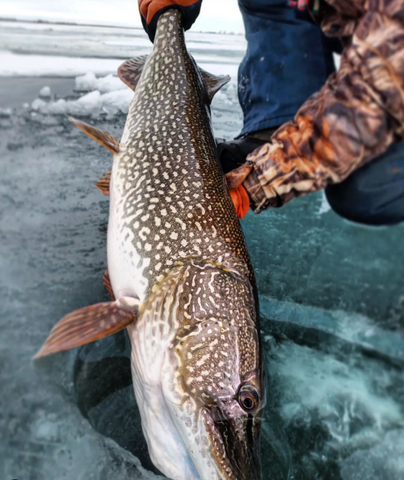 catch and release techniques