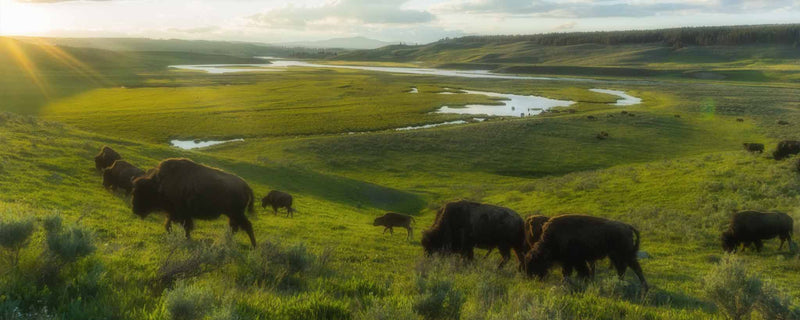 Bison grazing in Yellowstone National Park