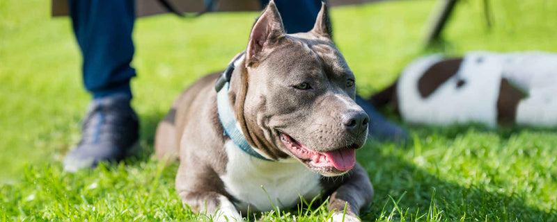 Pitbull laying on grass