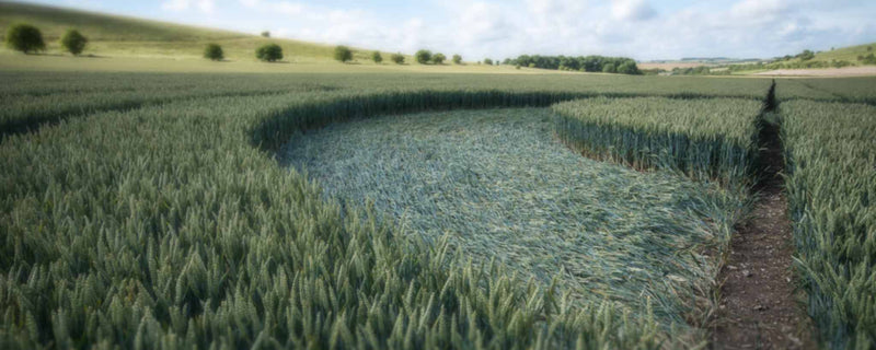 Crop circle