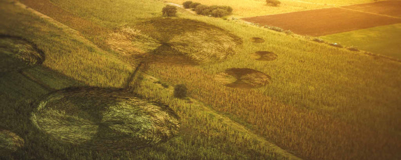 Field of crop circles