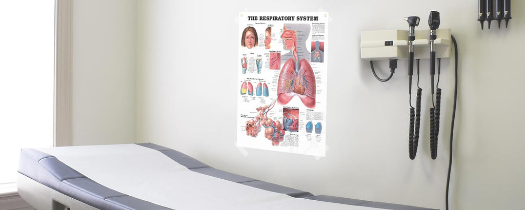 Exam room with taped anatomy poster