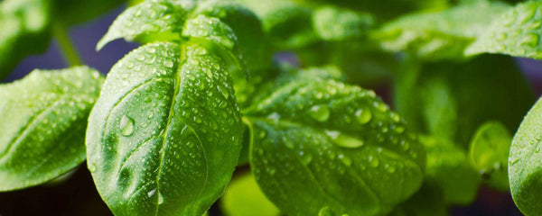 Fresh basil leaves