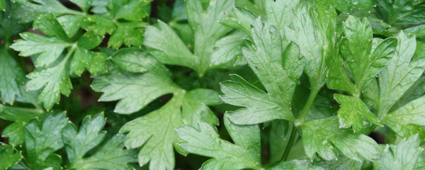 Fresh parsley leaves