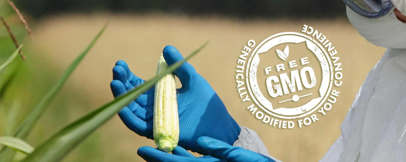 GMO corn