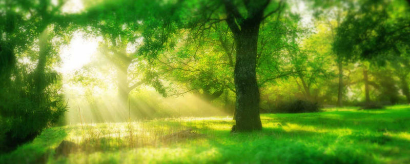 Lush green forest in sunlight