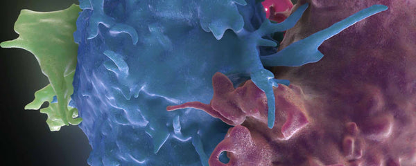 T-cells battle HIV