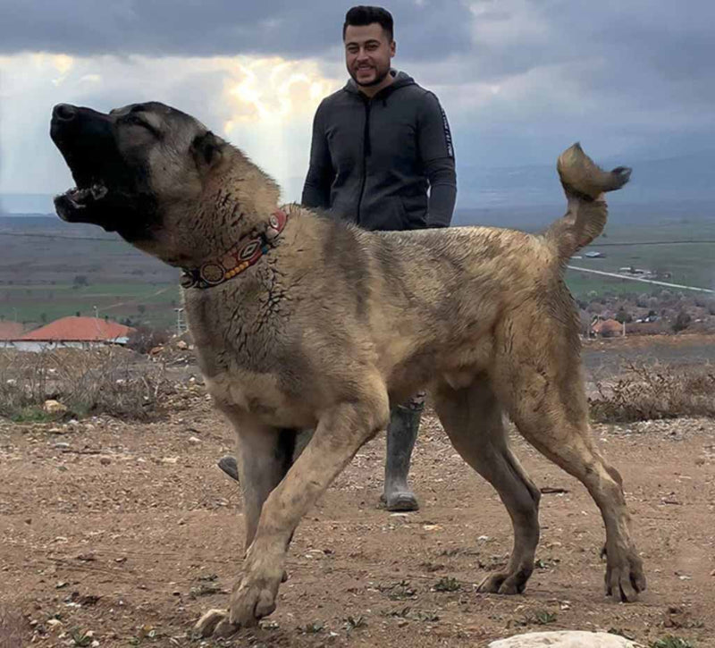 Kangal dog of Turkey