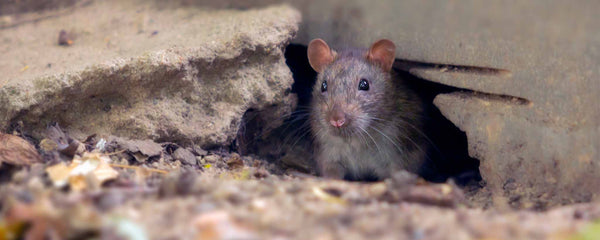 Mouse emerging from hole