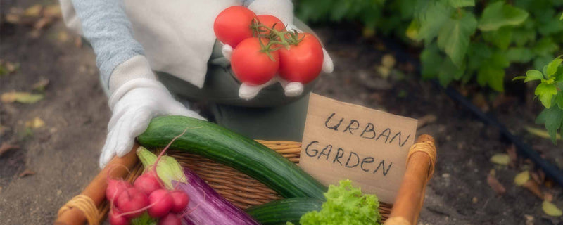 Urban garden vegetables